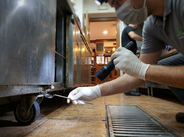Elimina cucarachas y hormigas en tus negocios de Ribeira - Imagen 1