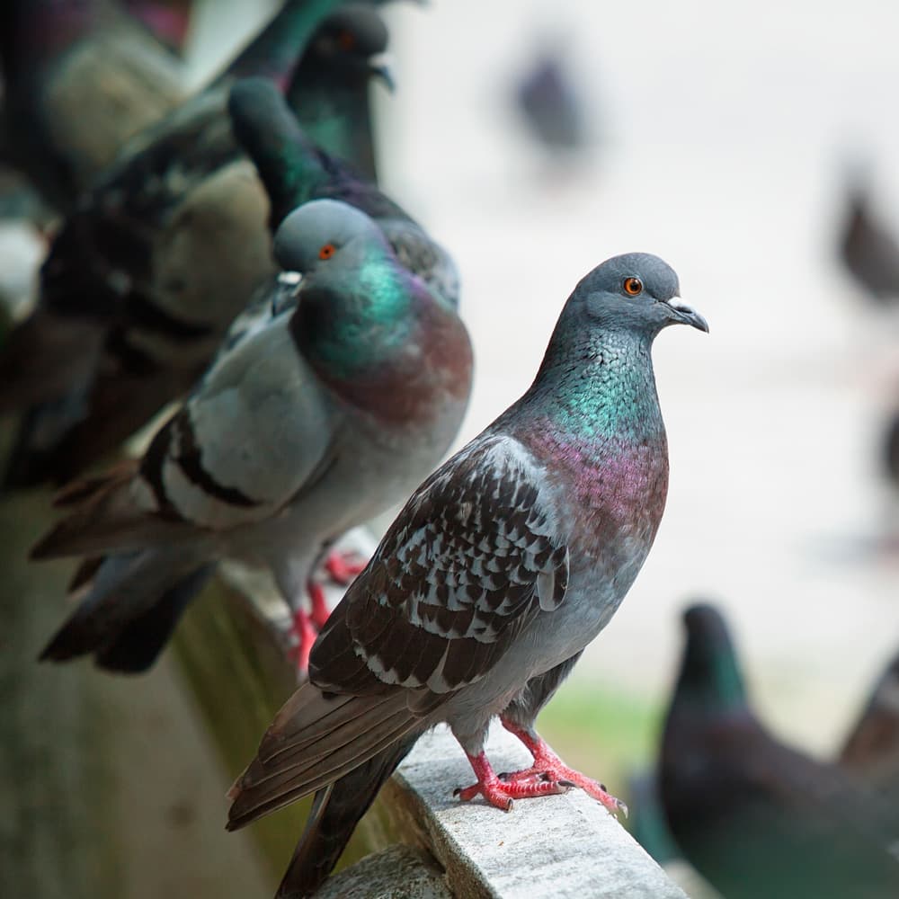 Saber más sobre el control de aves