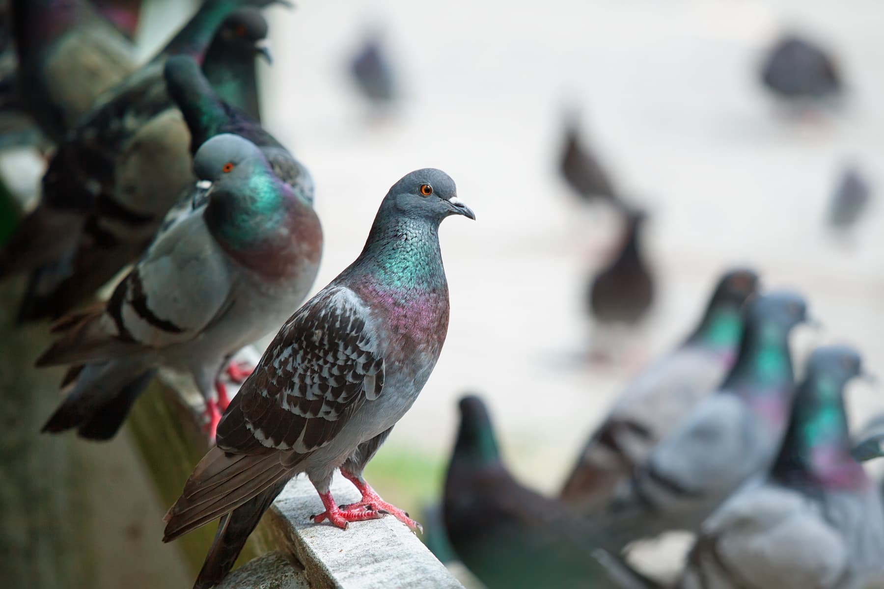 Control de aves