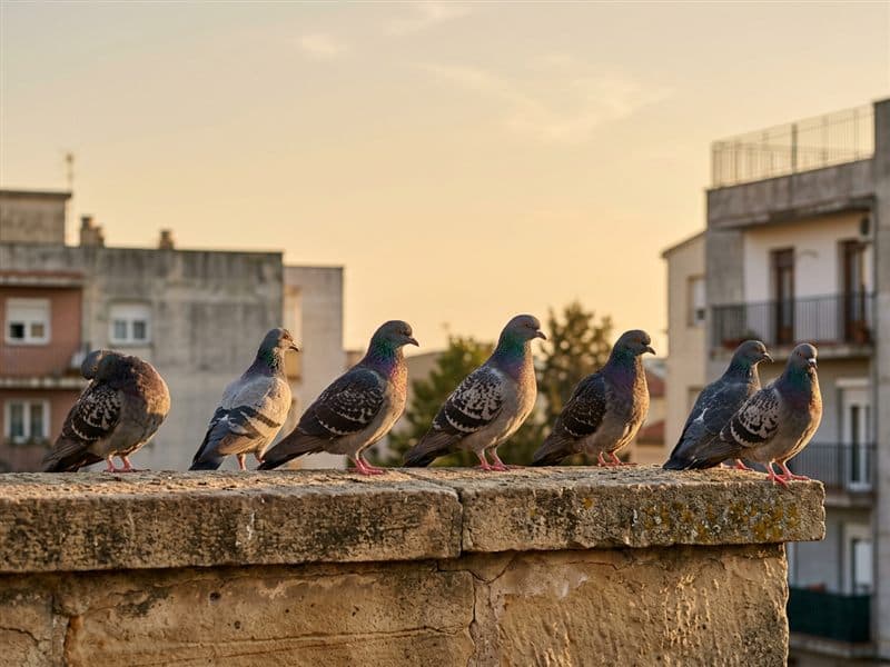 Control de aves en A Coruña