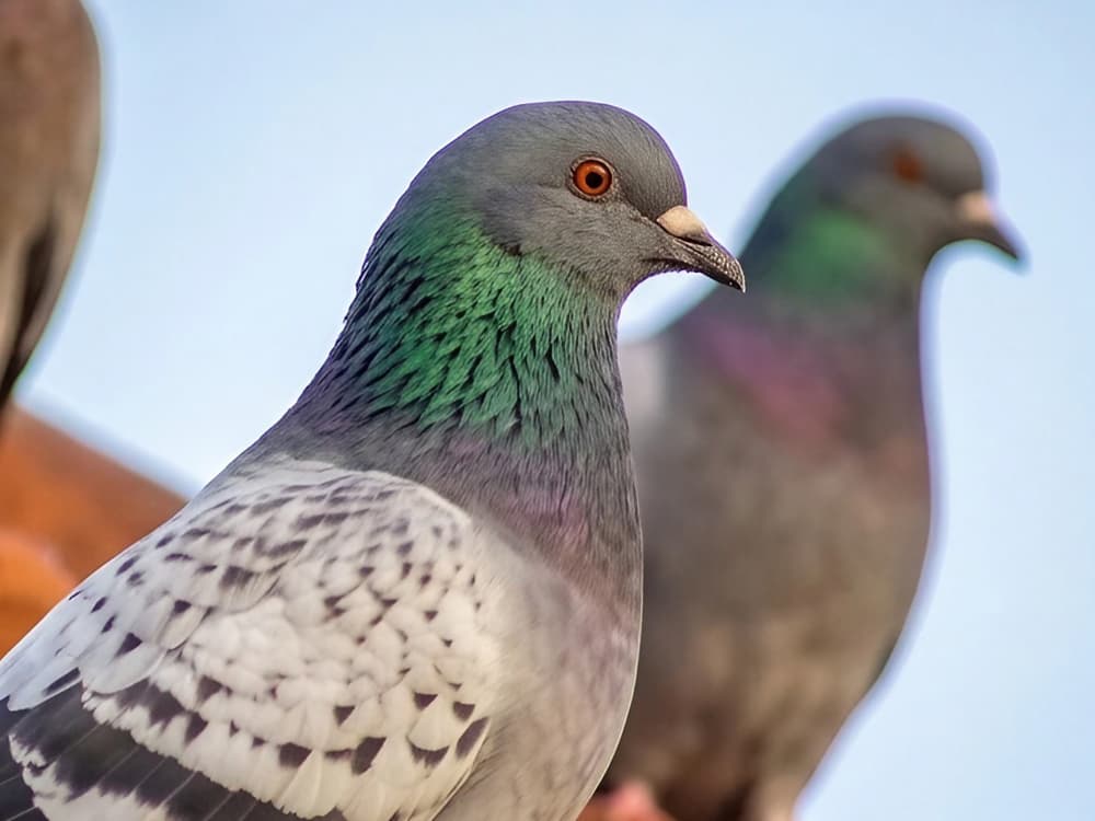 Control de plagas de aves en edificios de A Coruña