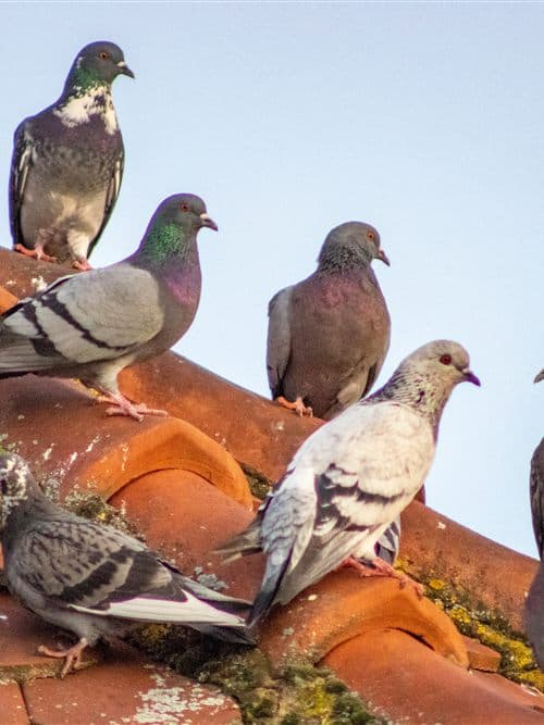 Servicio de control de aves para edificios y empresas en A Coruña