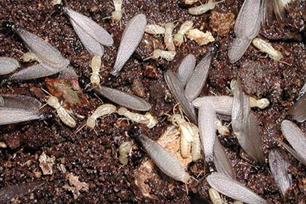 Ambitega Plagas, S.L., tratamiento de la madera en A Coruña y resto de Galicia