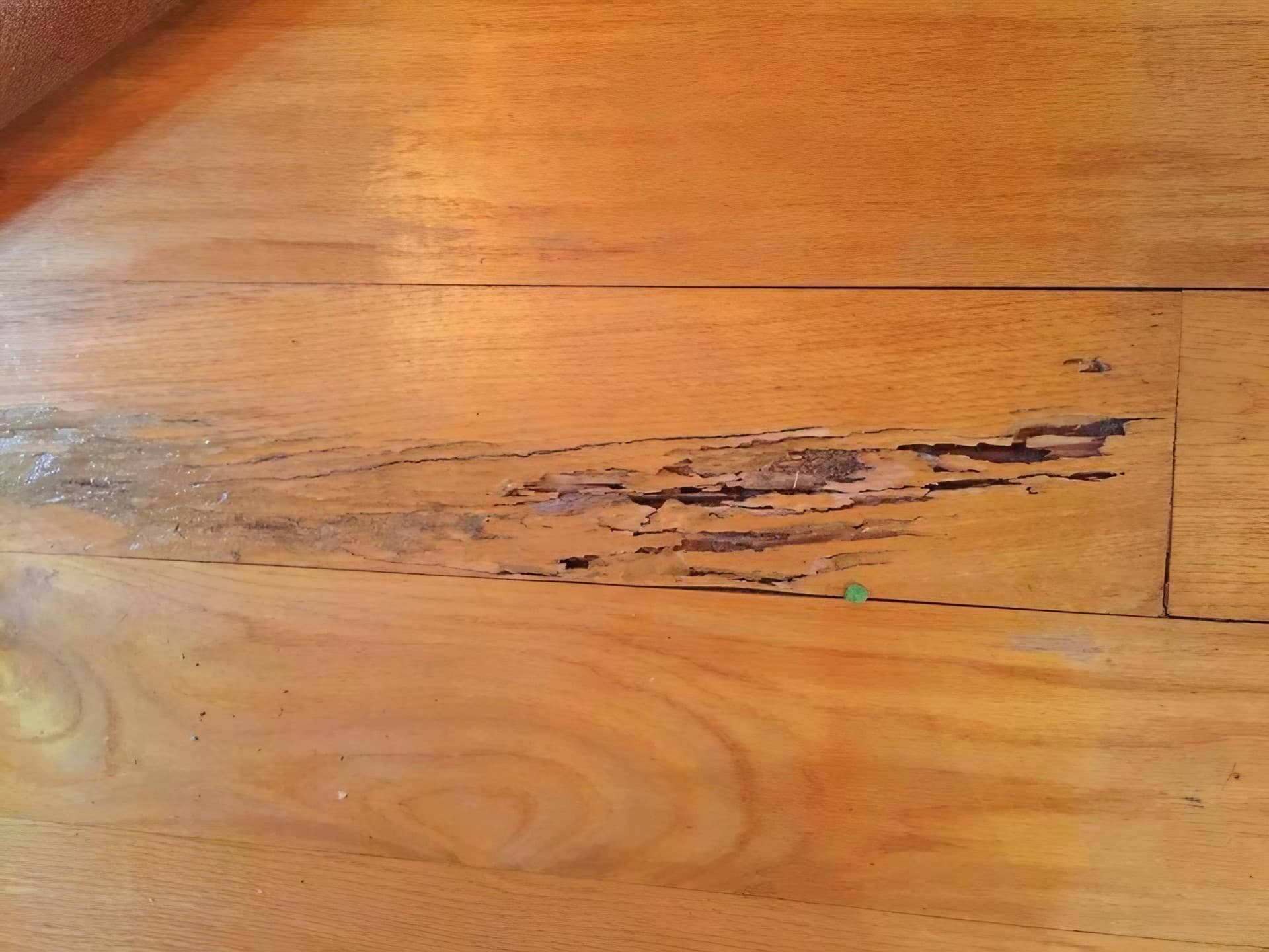 Estructura de madera protegida frente a plagas en A Coruña