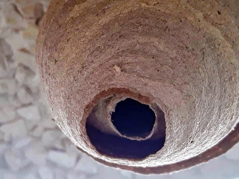 Técnicos de Ambitega Plagas ejecutando un plan D.D.D. en A Coruña