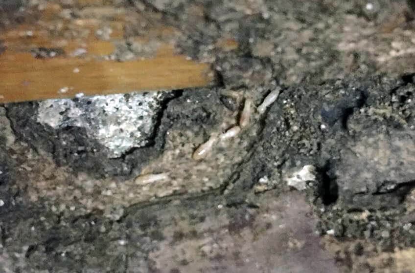 Sistema de cebos para el tratamiento contra termitas en A Coruña